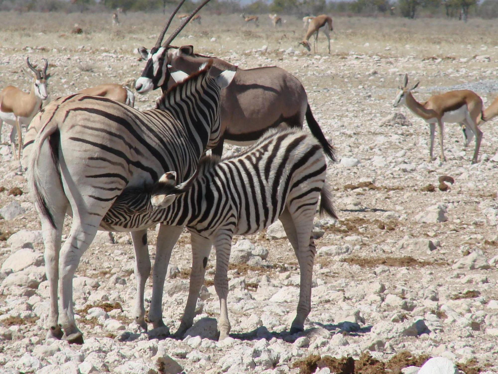 אוטג'ו Onduri Lodge מראה חיצוני תמונה