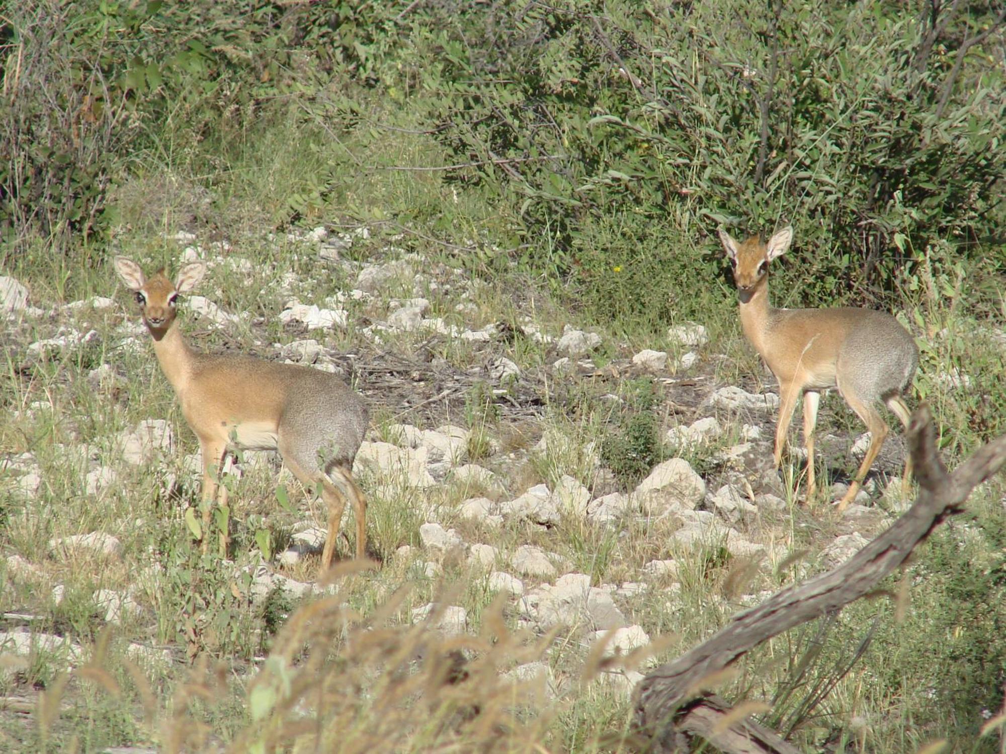 אוטג'ו Onduri Lodge מראה חיצוני תמונה